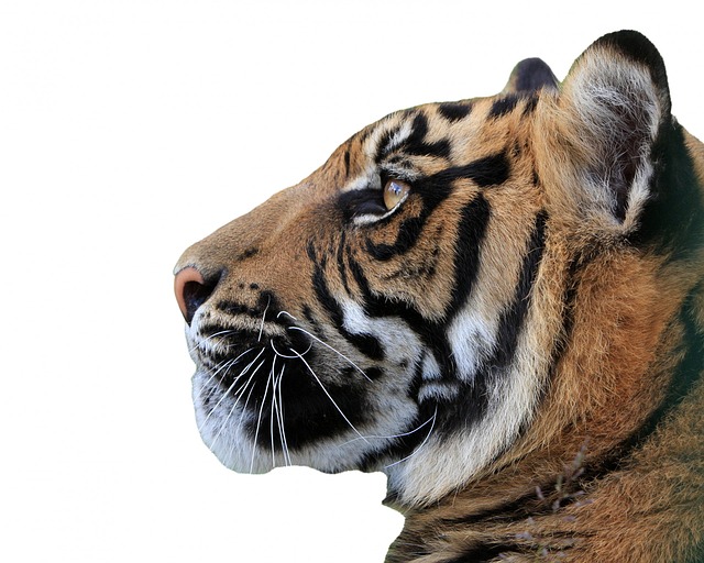 Tigre, Tête, Visage, Profil, Gros Plan, Belle, Isolé